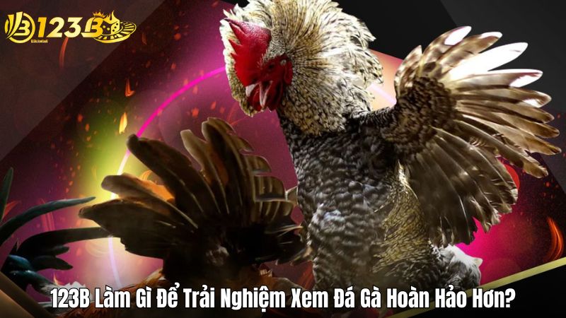 123B Làm Gì Để Trải Nghiệm Xem Đá Gà Hoàn Hảo Hơn?